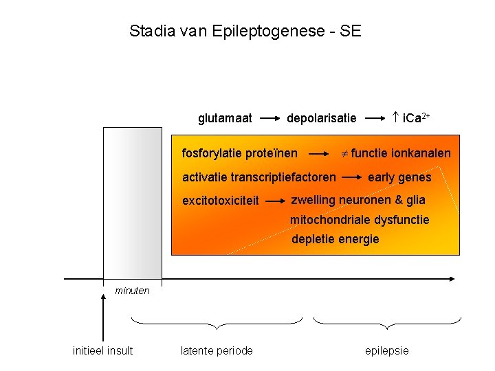 Stadia van Epileptogenese - SE glutamaat fosforylatie proteïnen activatie transcriptiefactoren excitotoxiciteit i. Ca 2+