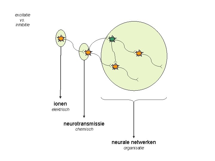 excitatie vs. inhibitie ionen elektrisch neurotransmissie chemisch neurale netwerken organisatie 