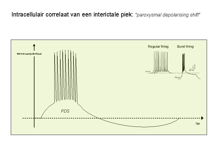 Intracellulair correlaat van een interictale piek: “paroxysmal depolarising shift” Membraanpotentiaal interictale piek PDS Tijd