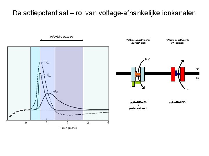 De actiepotentiaal – rol van voltage-afhankelijke ionkanalen refactaire periode voltage-geactiveerde Na+ kanalen voltage-geactiveerde K+