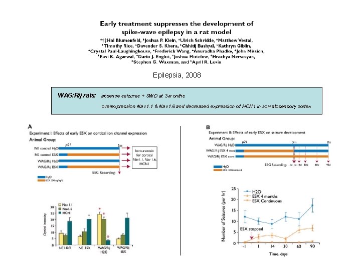 Epilepsia, 2008 WAG/Rij rats: absence seizures + SWD at 3 months overexpression Nav 1.