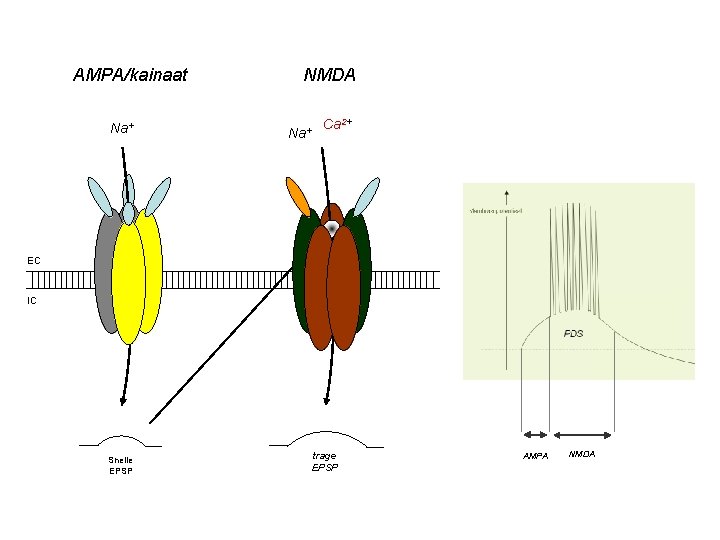 AMPA/kainaat Na+ NMDA Na+ Ca 2+ EC IC Snelle EPSP trage EPSP AMPA NMDA