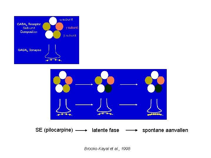 SE (pilocarpine) latente fase Brooks-Kayal et al. , 1998 spontane aanvallen 