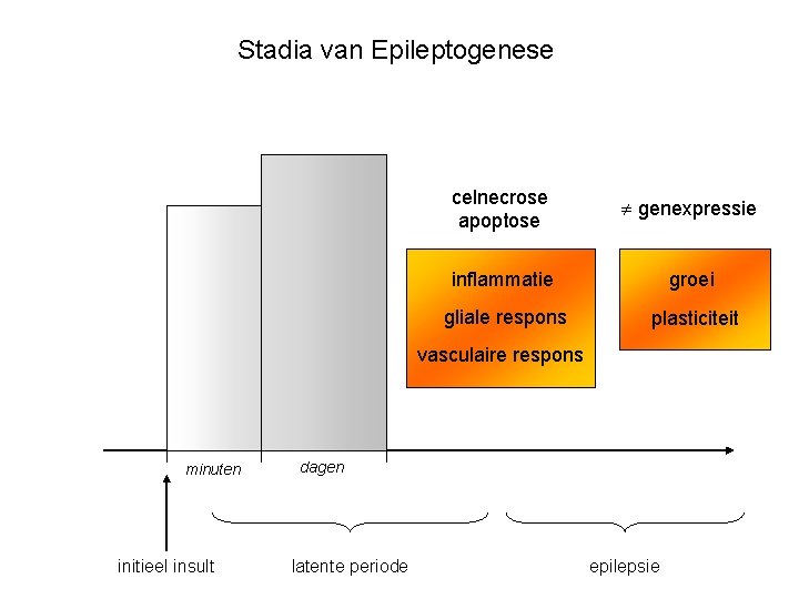 Stadia van Epileptogenese celnecrose apoptose genexpressie inflammatie groei gliale respons plasticiteit vasculaire respons minuten