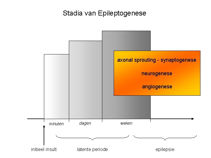 Stadia van Epileptogenese axonal sprouting - synaptogenese neurogenese angiogenese minuten initieel insult dagen latente