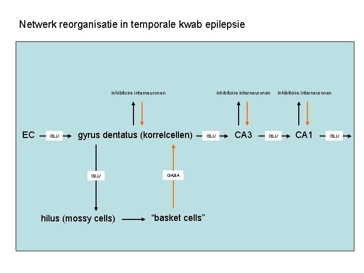 Netwerk reorganisatie in temporale kwab epilepsie inhibitoire interneuronen EC GLU gyrus dentatus (korrelcellen) GLU