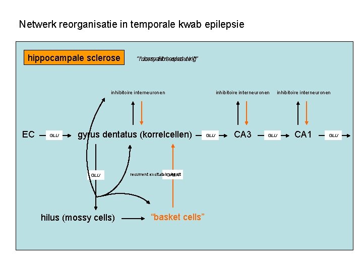 Netwerk reorganisatie in temporale kwab epilepsie hippocampale sclerose “mossy “dormant fibre basket sprouting” cell”