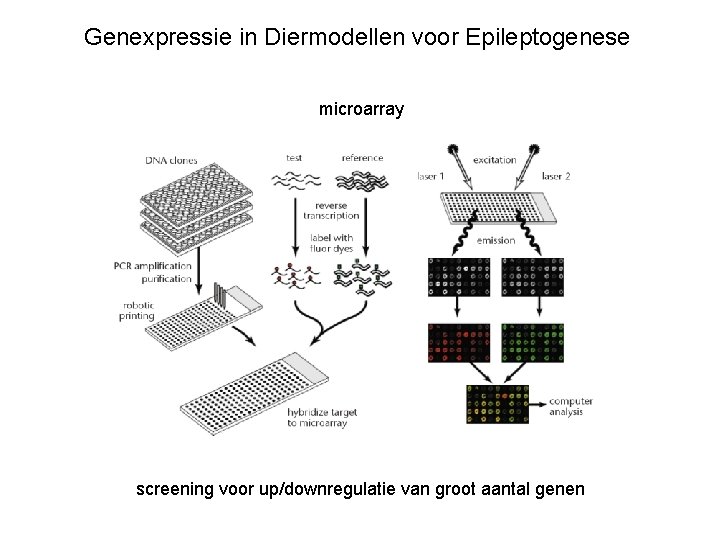 Genexpressie in Diermodellen voor Epileptogenese microarray screening voor up/downregulatie van groot aantal genen 