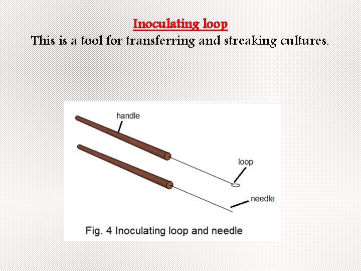 Inoculating loop This is a tool for transferring and streaking cultures. 