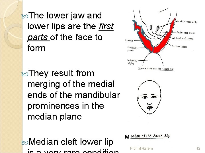  The lower jaw and lower lips are the first parts of the face