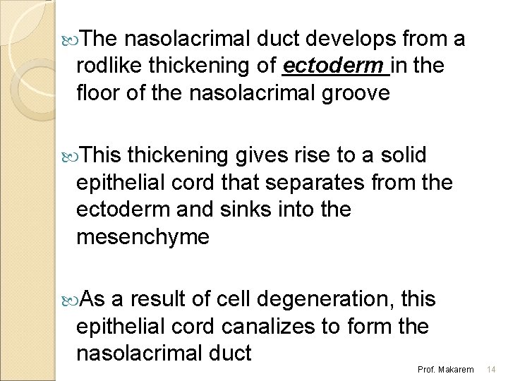  The nasolacrimal duct develops from a rodlike thickening of ectoderm in the floor