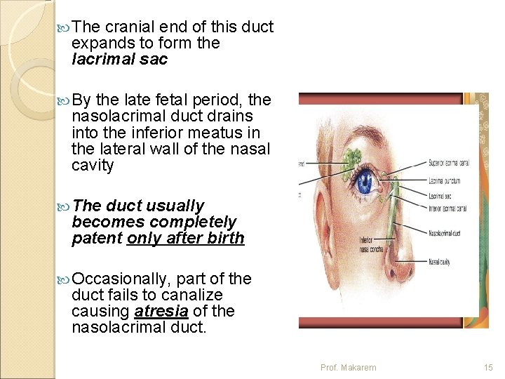  The cranial end of this duct expands to form the lacrimal sac By