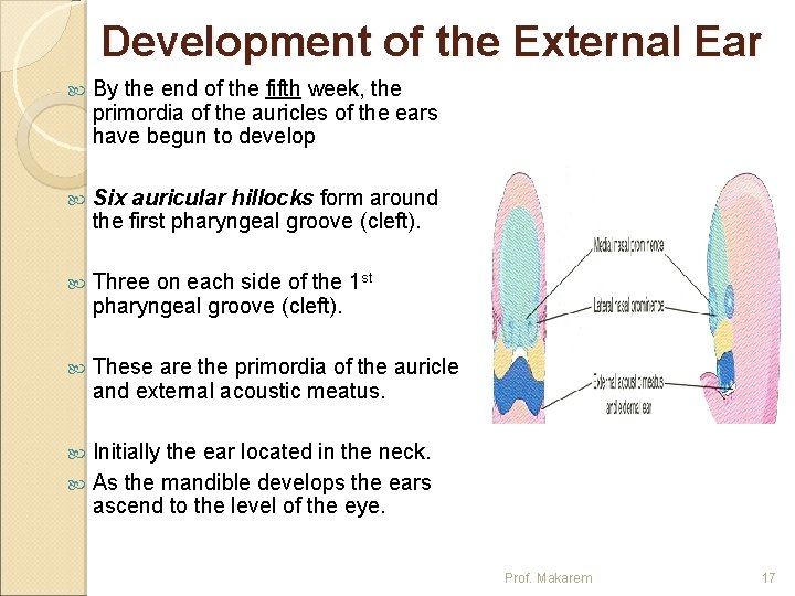 Development of the External Ear By the end of the fifth week, the primordia