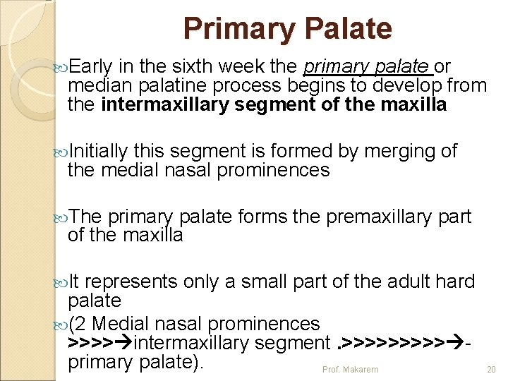 Primary Palate Early in the sixth week the primary palate or median palatine process
