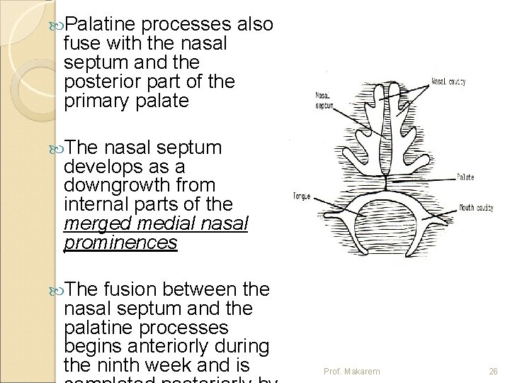  Palatine processes also fuse with the nasal septum and the posterior part of