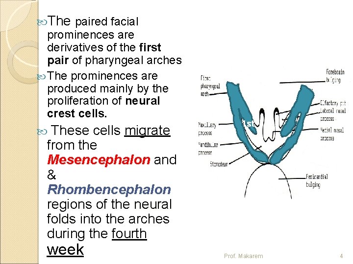  The paired facial prominences are derivatives of the first pair of pharyngeal arches