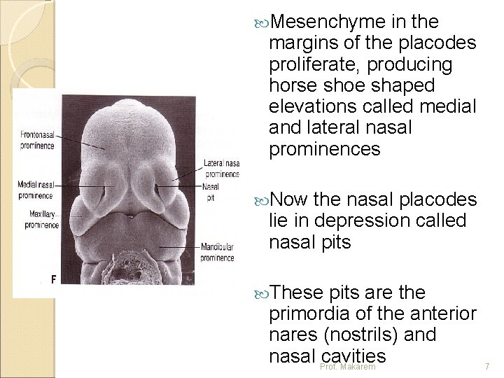  Mesenchyme in the margins of the placodes proliferate, producing horse shoe shaped elevations
