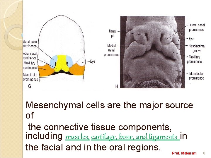 Mesenchymal cells are the major source of the connective tissue components, including muscles, cartilage,
