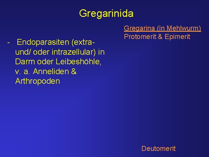 Gregarinida - Endoparasiten (extraund/ oder intrazellular) in Darm oder Leibeshöhle, v. a. Anneliden &