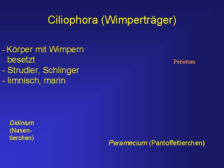 Ciliophora (Wimperträger) - Körper mit Wimpern besetzt - Strudler, Schlinger - limnisch, marin Didinium