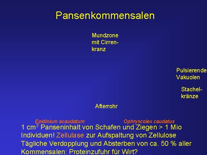 Pansenkommensalen Mundzone mit Cirrenkranz Pulsierende Vakuolen Stachelkränze Afterrohr Epidinium ecaudatum cm 3 Ophryscolex caudatus