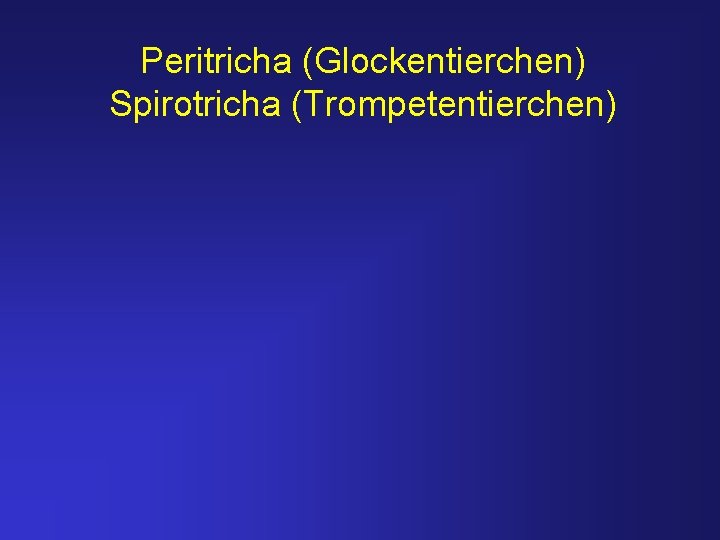 Peritricha (Glockentierchen) Spirotricha (Trompetentierchen) 