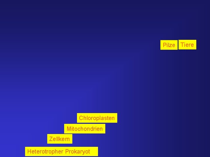 Pilze Tiere Chloroplasten Mitochondrien Zellkern Heterotropher Prokaryot 