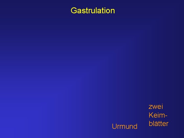 Gastrulation Urmund zwei Keimblätter 