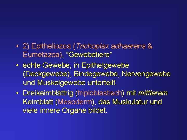  • 2) Epitheliozoa (Trichoplax adhaerens & Eumetazoa), “Gewebetiere” • echte Gewebe, in Epithelgewebe