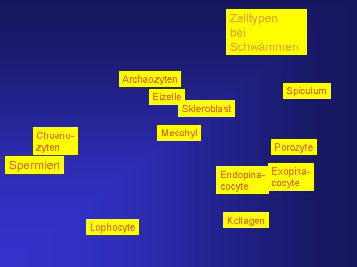 Zelltypen bei Schwämmen Archaozyten Spiculum Eizelle Skleroblast Mesohyl Choanozyten Porozyte Spermien Endo- Exopina. Endopinacocyte