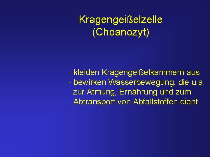 Kragengeißelzelle (Choanozyt) - kleiden Kragengeißelkammern aus - bewirken Wasserbewegung, die u. a. zur Atmung,