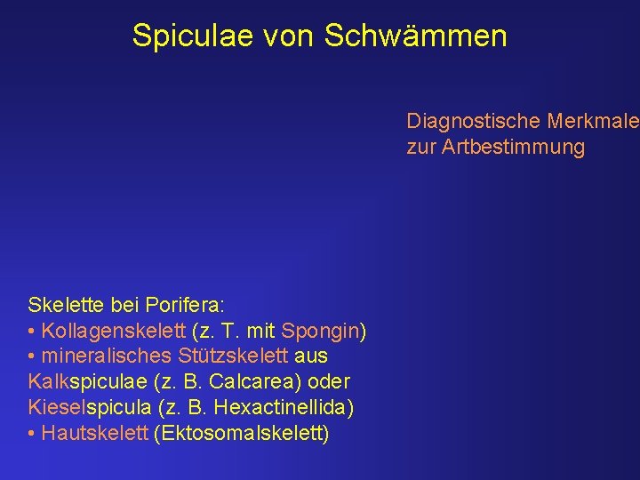 Spiculae von Schwämmen Diagnostische Merkmale zur Artbestimmung Skelette bei Porifera: • Kollagenskelett (z. T.