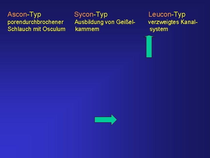 Ascon-Typ Sycon-Typ Leucon-Typ porendurchbrochener Schlauch mit Osculum Ausbildung von Geißelkammern verzweigtes Kanalsystem 