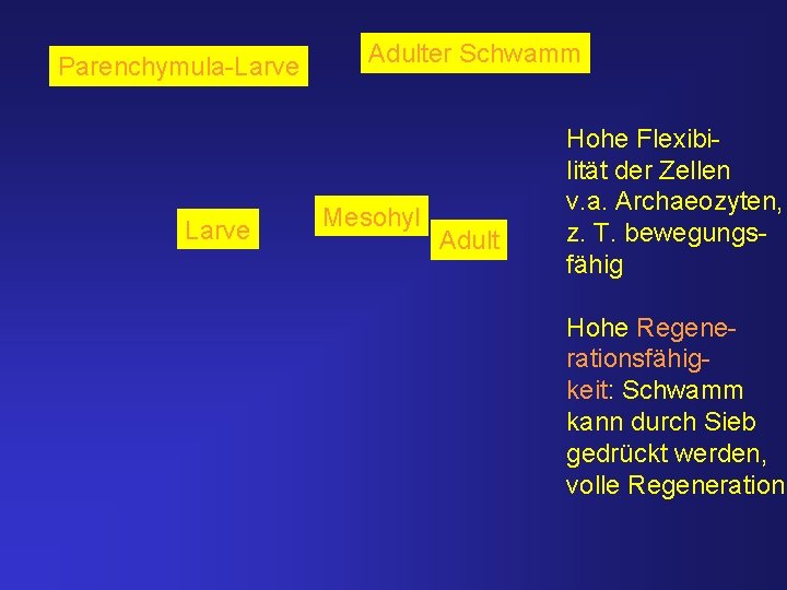 Parenchymula-Larve Adulter Schwamm Mesohyl Adult Hohe Flexibilität der Zellen v. a. Archaeozyten, z. T.