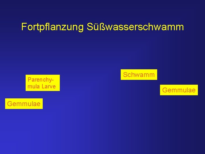 Fortpflanzung Süßwasserschwamm Parenchymula Larve Gemmulae Schwamm Gemmulae 