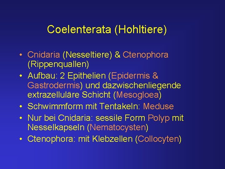 Coelenterata (Hohltiere) • Cnidaria (Nesseltiere) & Ctenophora (Rippenquallen) • Aufbau: 2 Epithelien (Epidermis &