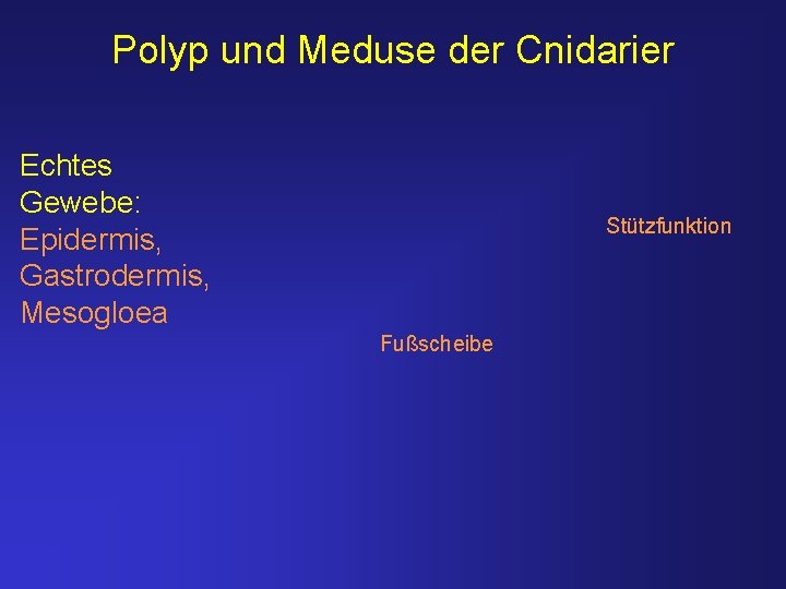 Polyp und Meduse der Cnidarier Echtes Gewebe: Epidermis, Gastrodermis, Mesogloea Stützfunktion Fußscheibe 