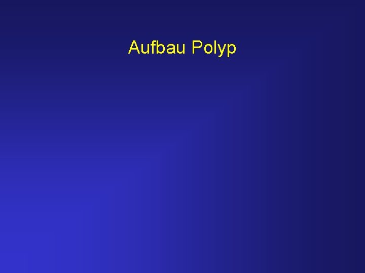 Aufbau Polyp 