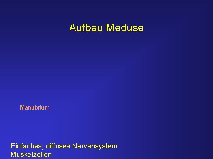 Aufbau Meduse Manubrium Einfaches, diffuses Nervensystem Muskelzellen 