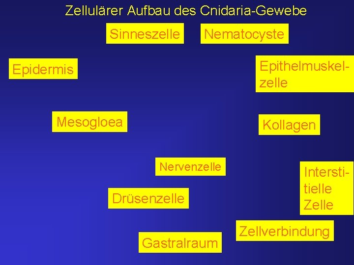 Zellulärer Aufbau des Cnidaria-Gewebe Sinneszelle Nematocyste Epithelmuskelzelle Epidermis Mesogloea Kollagen Nervenzelle Drüsenzelle Gastralraum Interstitielle