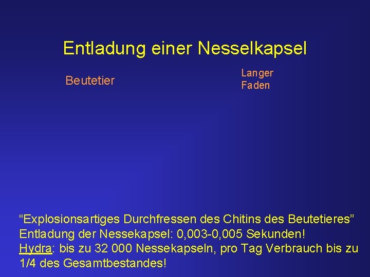 Entladung einer Nesselkapsel Beutetier Langer Faden “Explosionsartiges Durchfressen des Chitins des Beutetieres” Entladung der