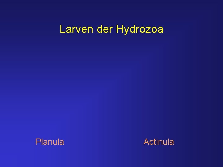 Larven der Hydrozoa Planula Actinula 