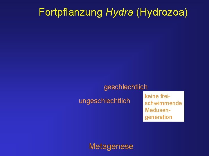 Fortpflanzung Hydra (Hydrozoa) geschlechtlich ungeschlechtlich Metagenese keine freischwimmende Medusengeneration 