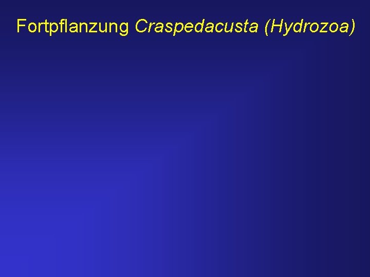 Fortpflanzung Craspedacusta (Hydrozoa) 