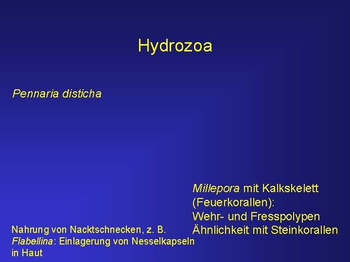 Hydrozoa Pennaria disticha Millepora mit Kalkskelett (Feuerkorallen): Wehr- und Fresspolypen Ähnlichkeit mit Steinkorallen Nahrung