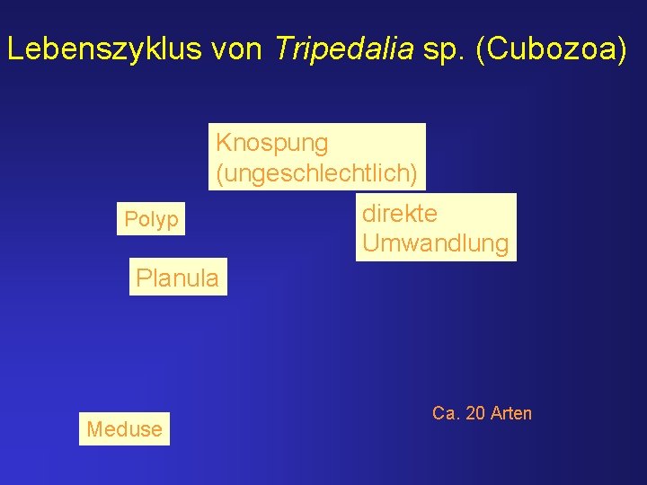 Lebenszyklus von Tripedalia sp. (Cubozoa) Knospung (ungeschlechtlich) Polyp direkte Umwandlung Planula Meduse Ca. 20