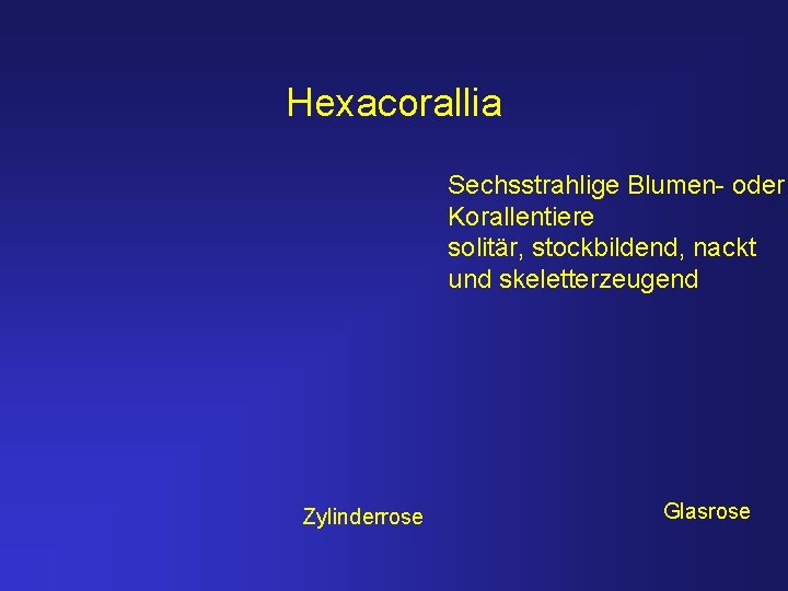 Hexacorallia Sechsstrahlige Blumen- oder Korallentiere solitär, stockbildend, nackt und skeletterzeugend Zylinderrose Glasrose 