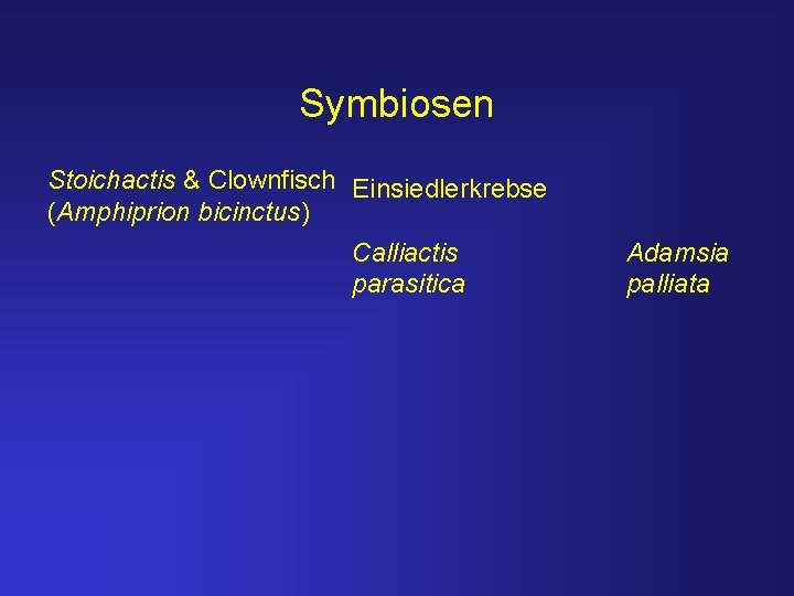 Symbiosen Stoichactis & Clownfisch Einsiedlerkrebse (Amphiprion bicinctus) Calliactis parasitica Adamsia palliata 