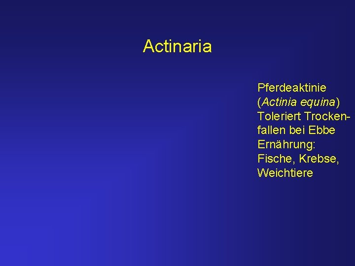 Actinaria Pferdeaktinie (Actinia equina) Toleriert Trockenfallen bei Ebbe Ernährung: Fische, Krebse, Weichtiere 