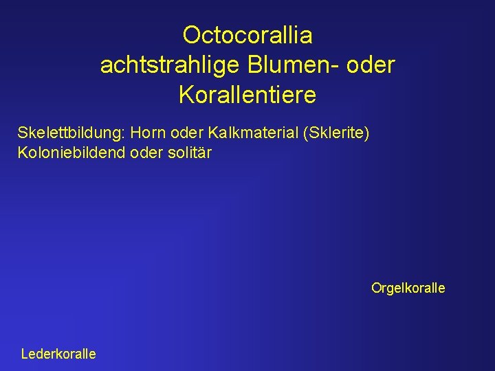 Octocorallia achtstrahlige Blumen- oder Korallentiere Skelettbildung: Horn oder Kalkmaterial (Sklerite) Koloniebildend oder solitär Orgelkoralle